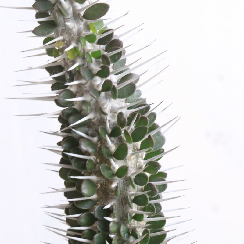 アローディア モンタグナッキー アローディア モンタグナッキー | GREEN LUCK