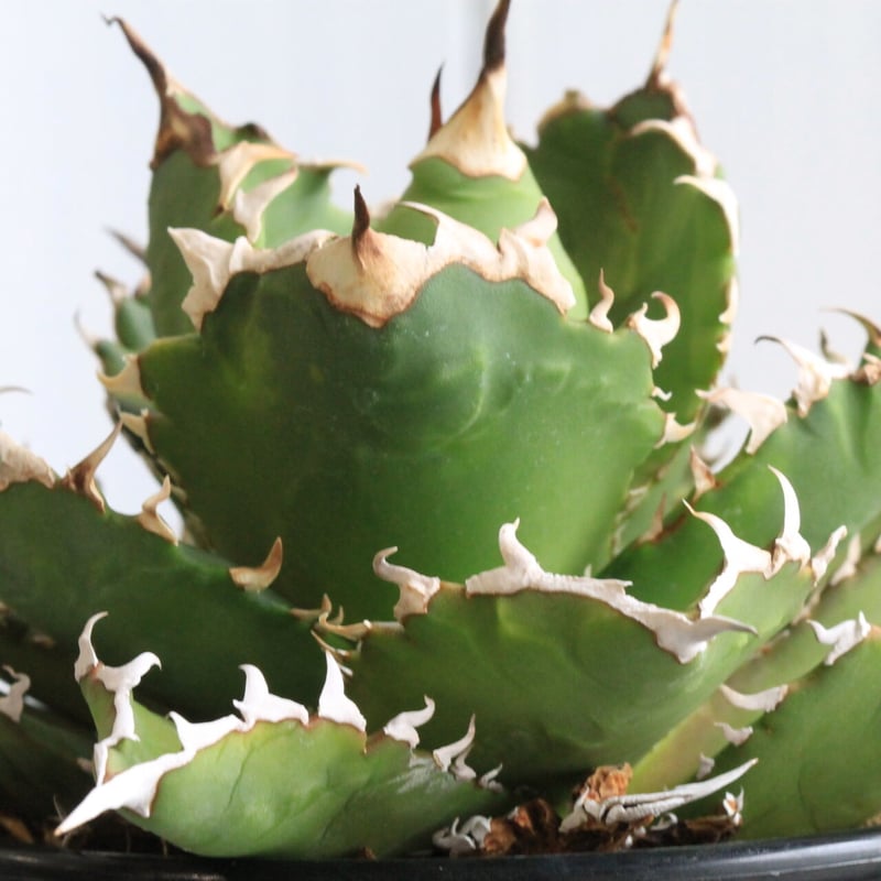 アガベ　チタノタ　オテロイ　ゴジラ　強刺　OC株 アガベ チタノタ オテロイ ゴジラ 強刺 OC株 アガベ チタノタ オテロイ