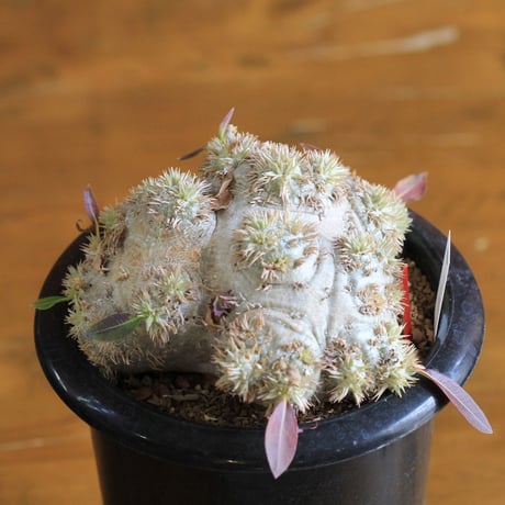 pachypodium brevicaule パキポディウム　恵比須笑い