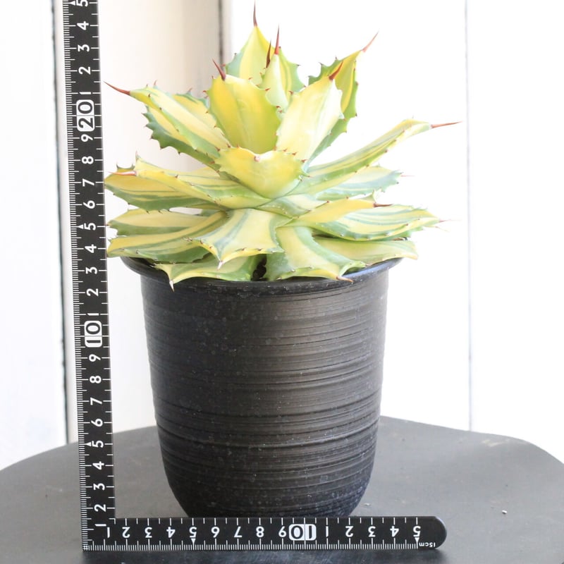 アガベ 楊貴妃 | hanayoshi-botanical