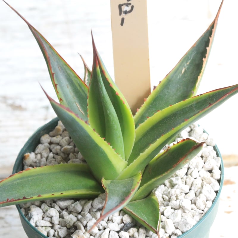 アガベ サングロー① | hanayoshi-botanical