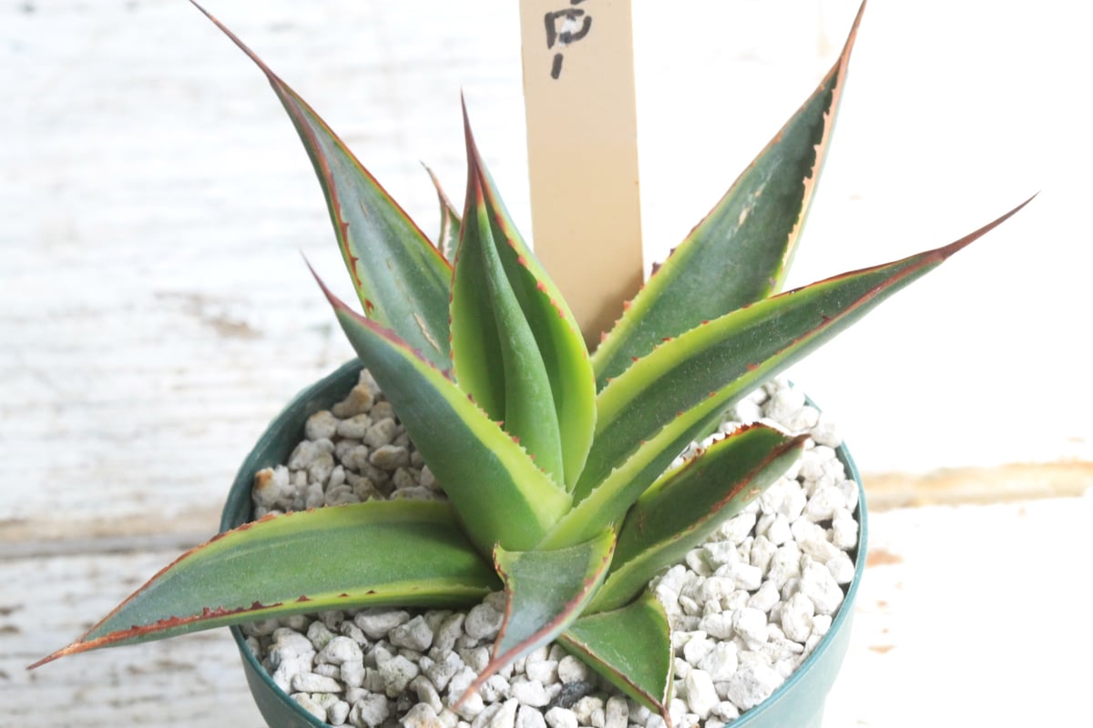 アガベ　サングロー　子株付き アガベ サングロー① | hanayoshi-botanical