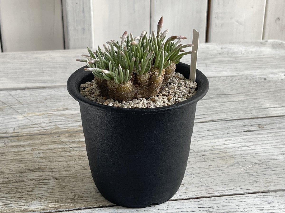 アボニア　クイナリア アボニア クイナリア アルストニー／Avonia quinaria ssp. alst