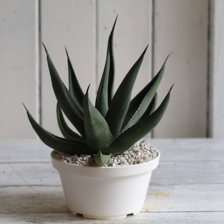 Agave シャークスキン
