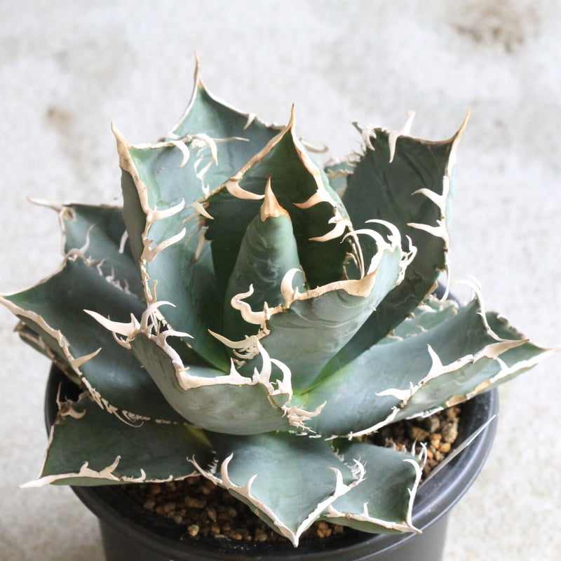 アガベ チタノタ ホワイトシャーク（特選） | hanayoshi-botanical