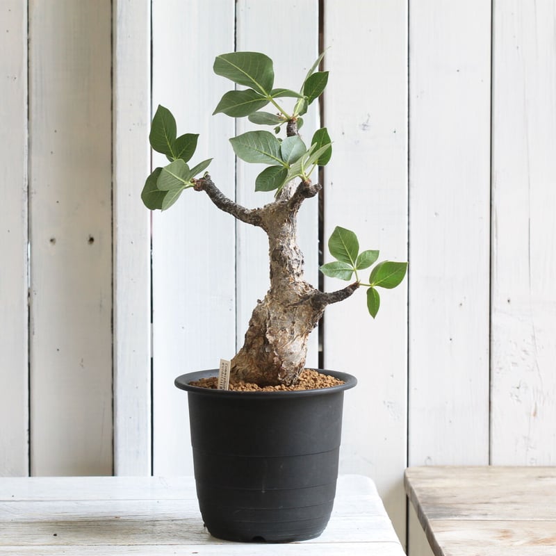 コミフォラ　グイドッティー　大株 こちらはCommiphora Guidottiの現地株。 グイドッティもこんな大