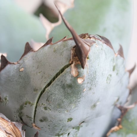 Agave titanota  ブラック＆ブルー