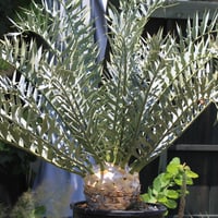 エンセファラルトス ホリダス ドワーフ | hanayoshi-botanical