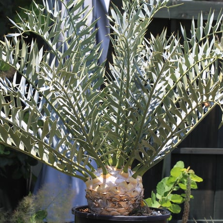 エンセファラルトス ホリダス スーパーブルー エンセファラルトス ホリダス Encephalartos horridus NO.2 |