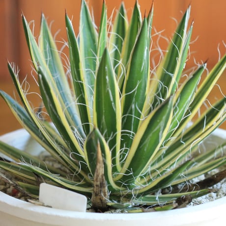 agave　アガベ　白糸の王妃 黄斑