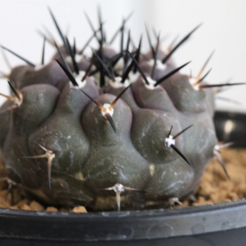 コピアポア黒王丸実生 copiapoa 黒王丸 実生 コピアポア 黒王丸（実生） | hanayoshi-botanical