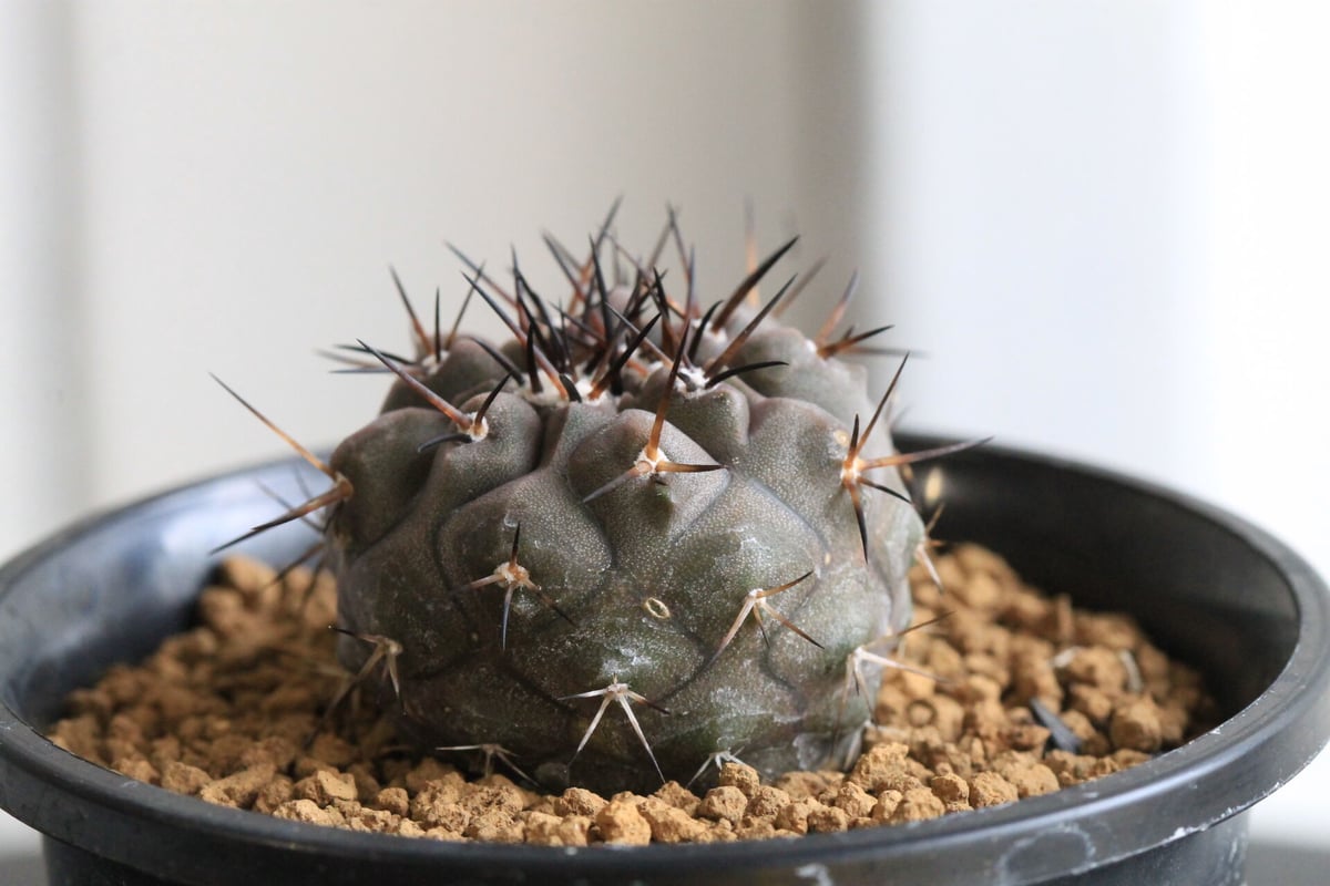 アリオカルプス 連山錦 実生 斑入り プラ鉢 検）ゴジラ 黒王丸