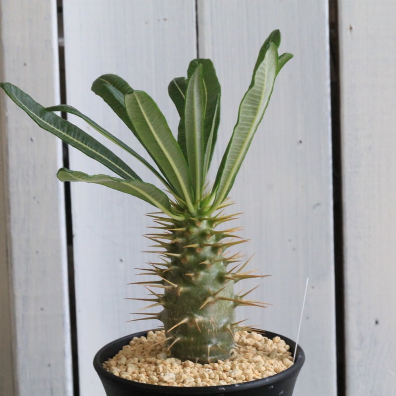 パキポディウム アンボンゲンセ | hanayoshi-botanical