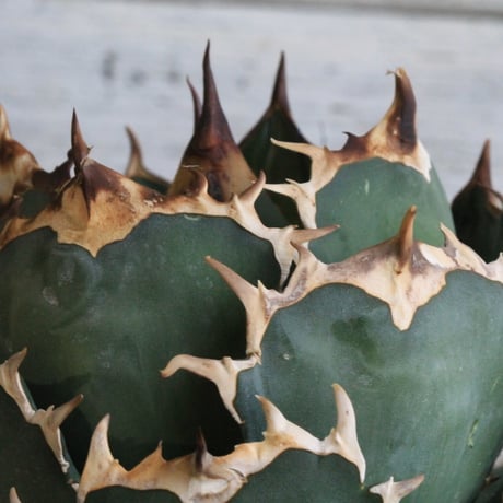 Agave titanota Jupiter
