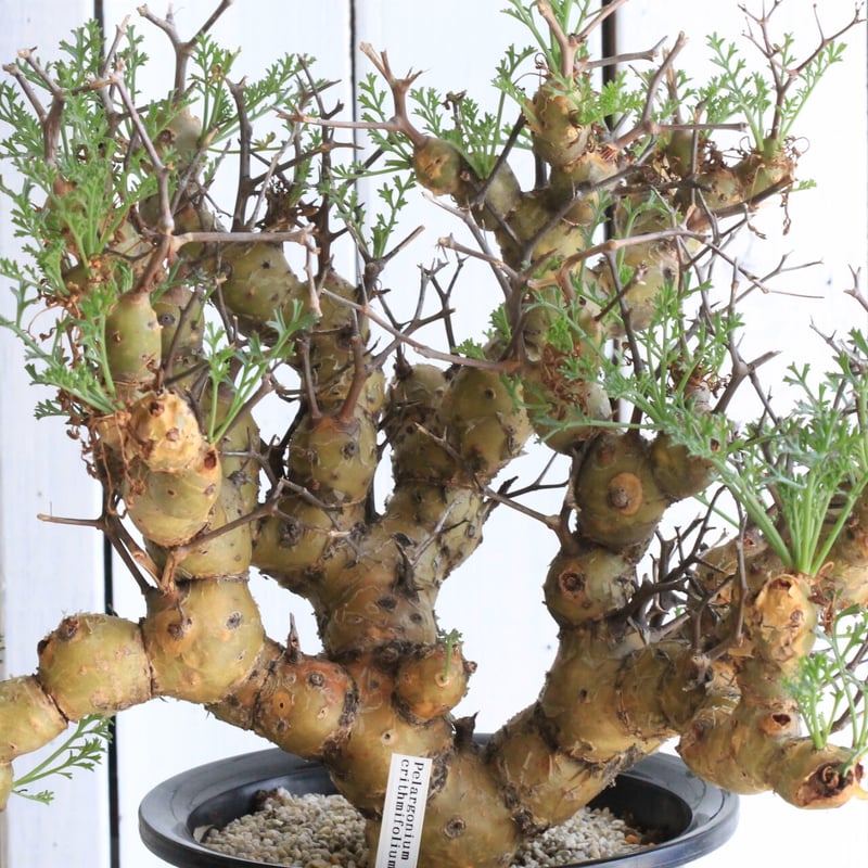 ニ6152 「現地株」ペラルゴニウム クリズミフォリウム 植え