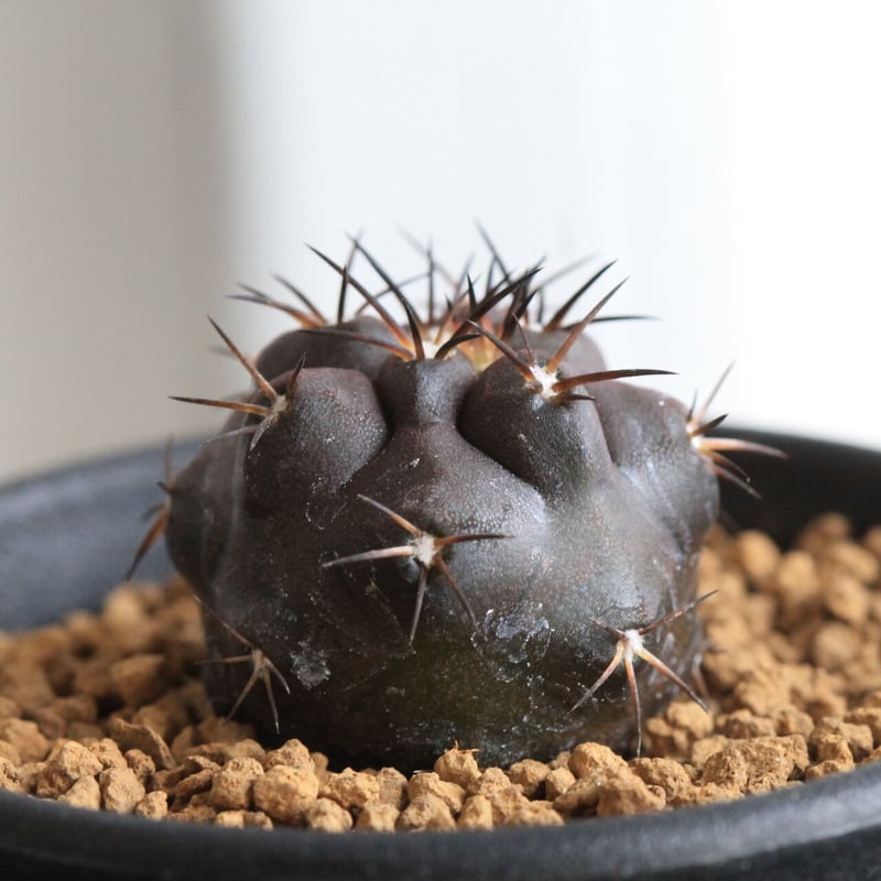 コピアポア デュラ | hanayoshi-botanical