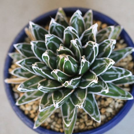 agave victoriae-reginae 児玉姫笹の雪