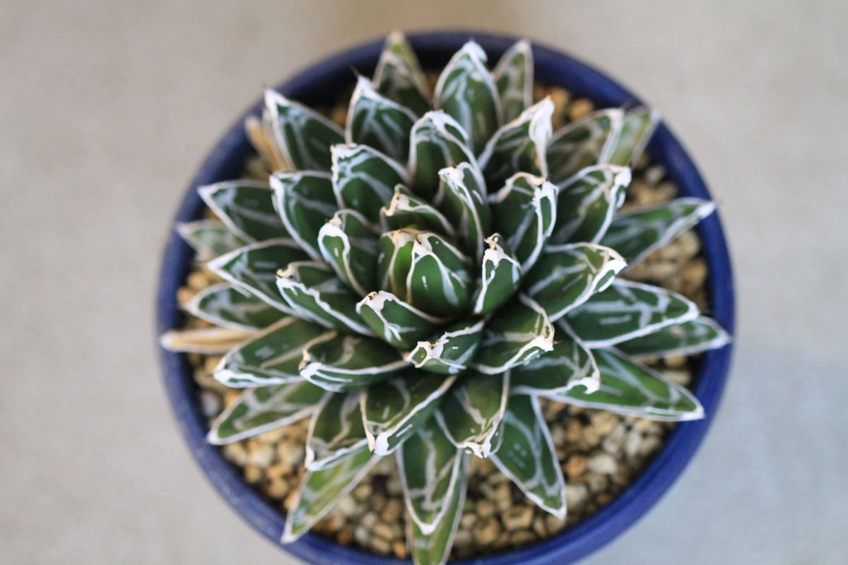 agave victoriae-reginae 児玉姫笹の雪 | hanayoshi-bota agave victoriae-reginae 児玉姫笹の雪 | hanayoshi-bota