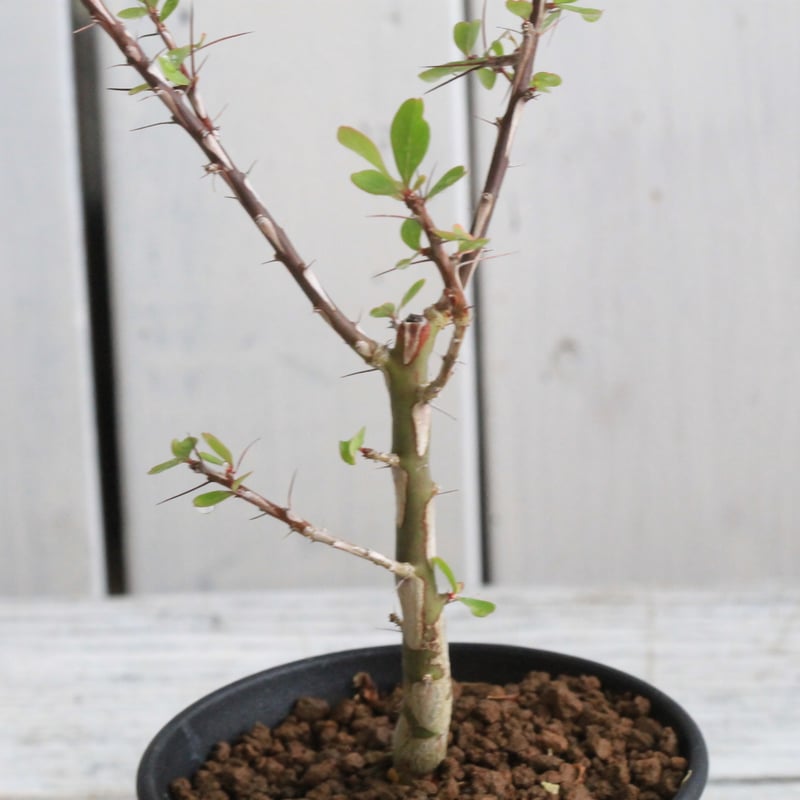 フォークイエリア ファシクラータ 挿し木① | hanayoshi-botanical フォークイエリア ファシクラータ 挿し木① | hanayoshi-botanical