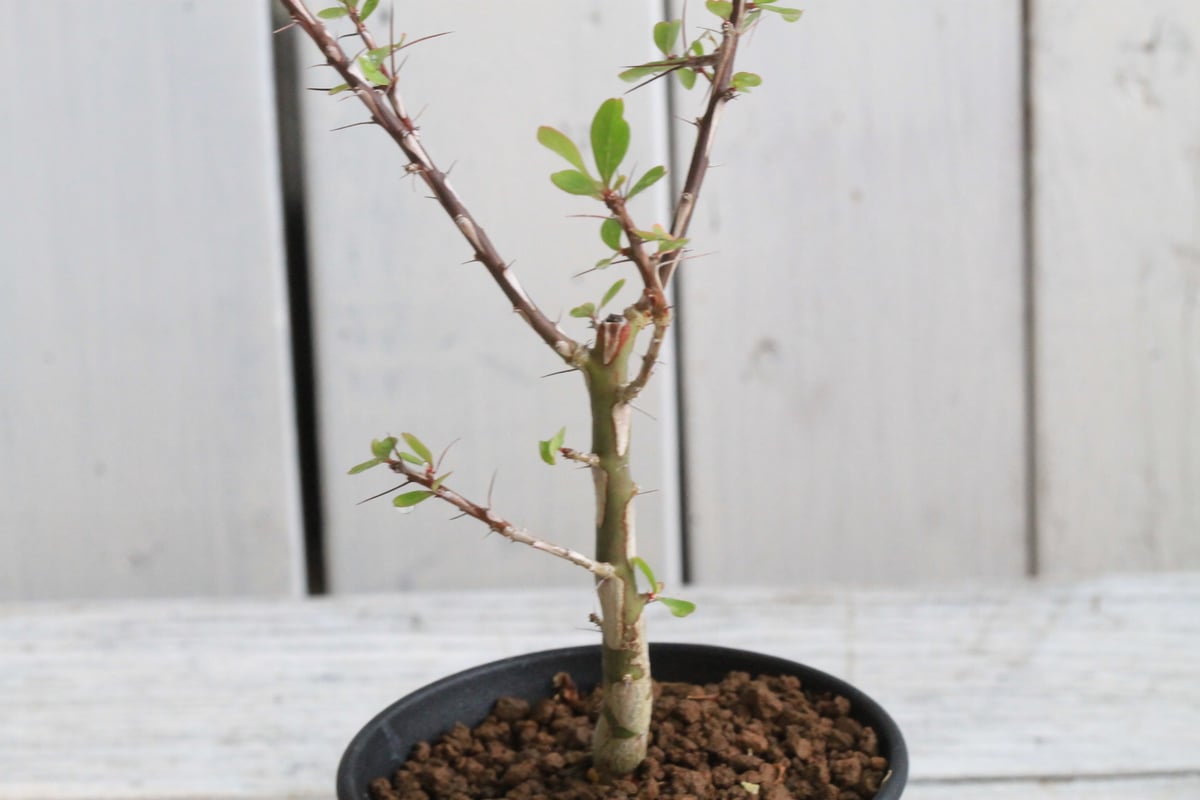 フォークイエリア ファシクラータ 挿し木① | hanayoshi-botanical フォークイエリア ファシクラータ 挿し木① | hanayoshi-botanical