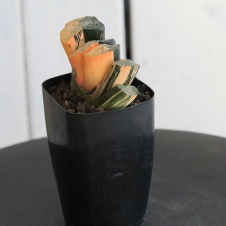ハオルチア　玉扇　北斎錦