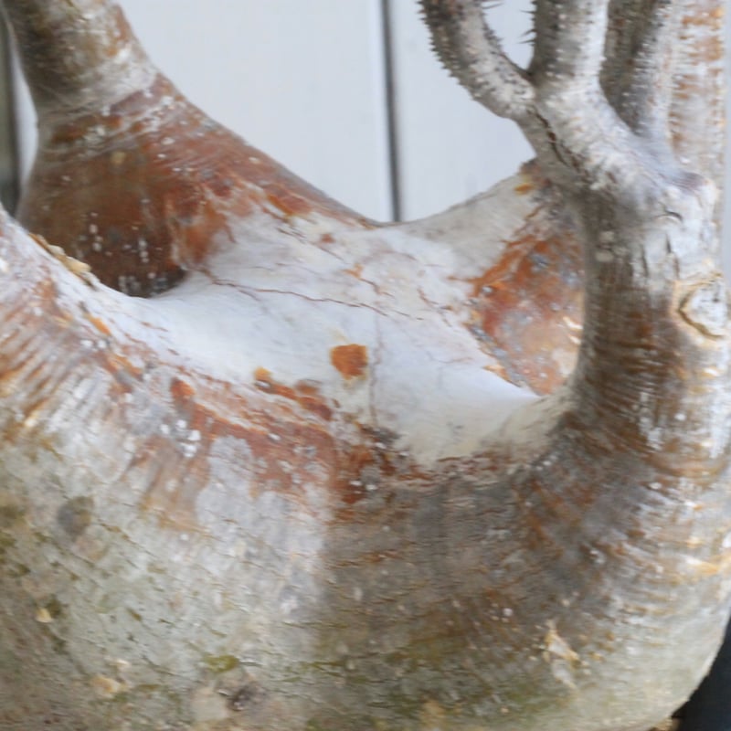 パキポディウム グラキリス 現地球 | hanayoshi-botanical