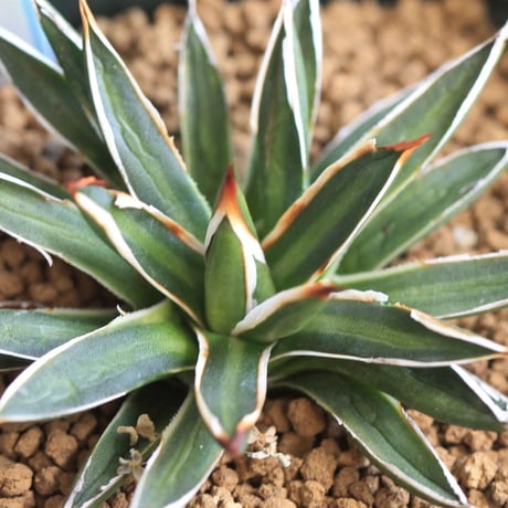 Agave filifera ssp .schidigera "white stripe'