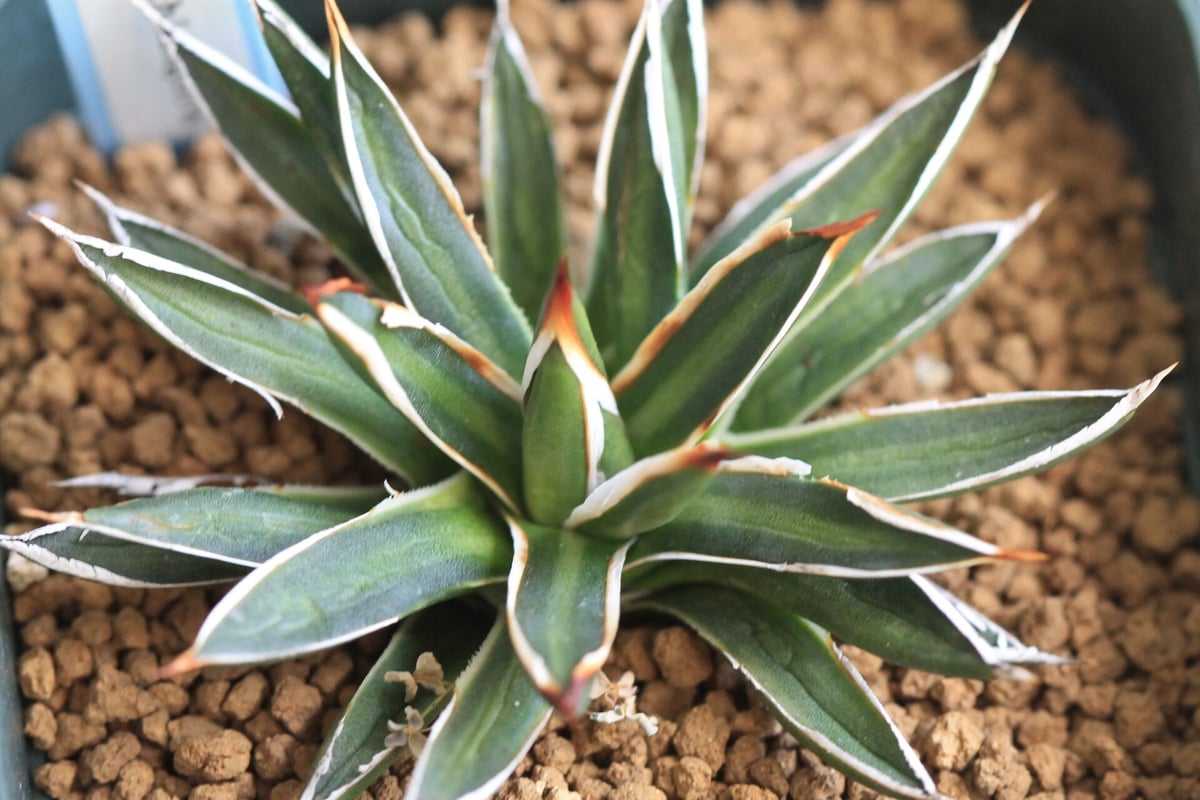 Agave filifera ssp .schidigera "white stripe' |...