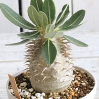 ユッカ アロイフォリア（中斑） | hanayoshi-botanical