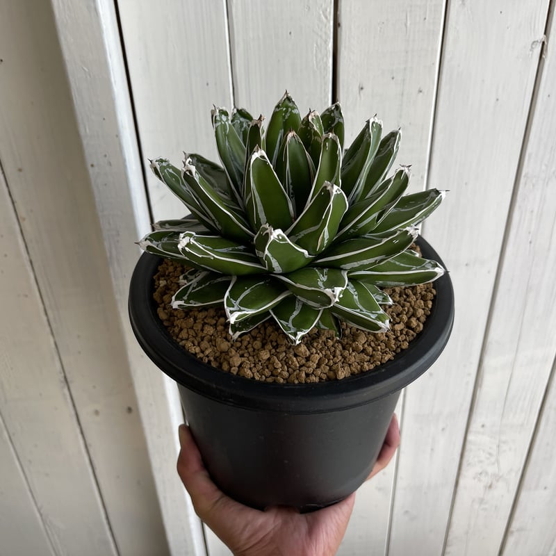 笹の雪 【樹高:約37cm】Jun41 笹の雪 【樹高:約37cm】Jun41 アガベ笹