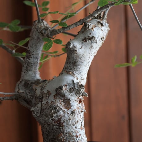 commiphora　オルビクラリス