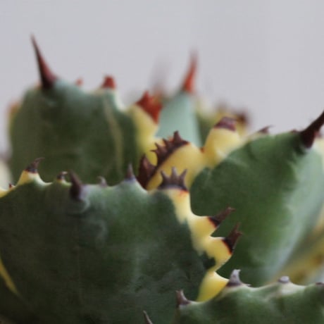 Agave 王妃カブトガニ錦