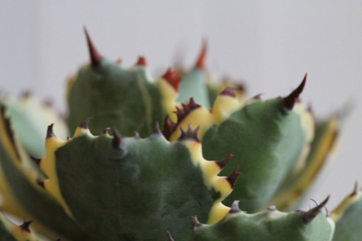 Agave 王妃カブトガニ錦 | hanayoshi-botanical