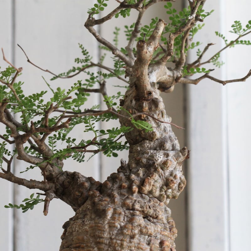 オペルクカリア パキプス | hanayoshi-botanical