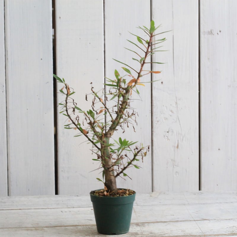 フォークイエリア ファシクラータ×プルプシー（あいのこ）挿し木