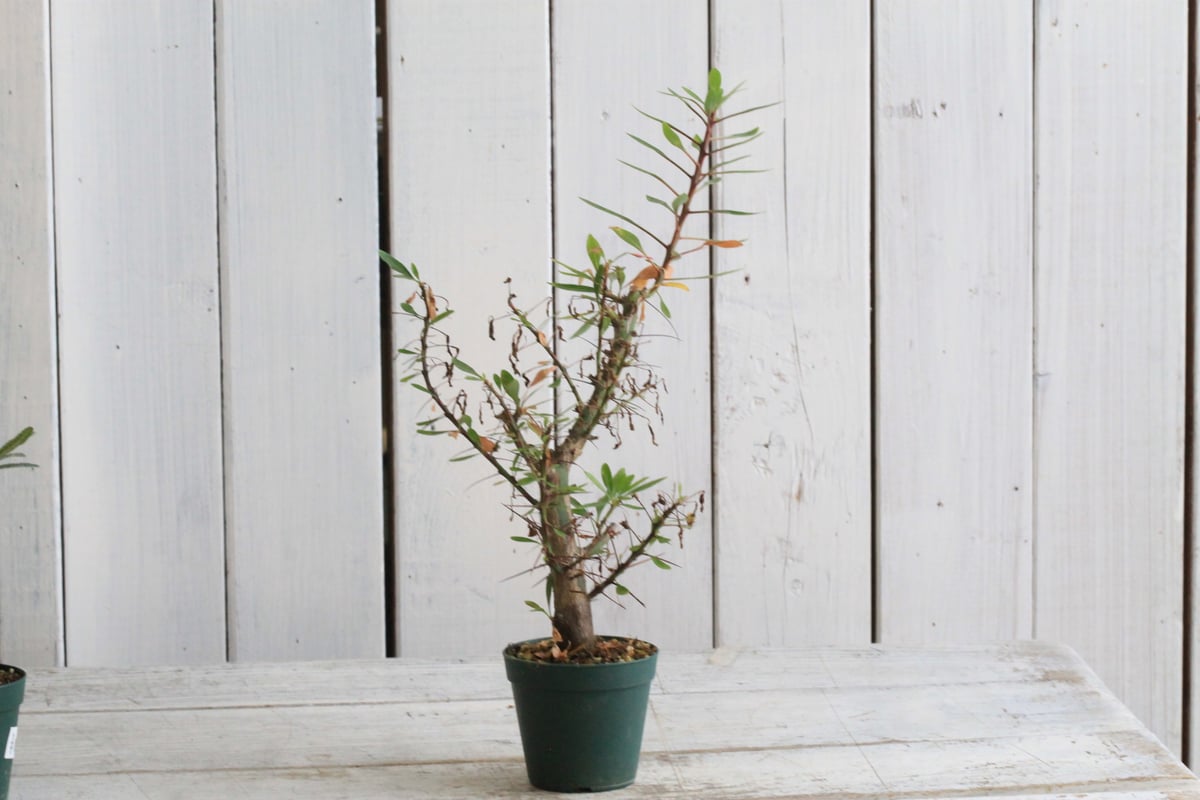 国内実生株 プルプシー 挿し木 2026年最新】プルプシー 挿木の人気