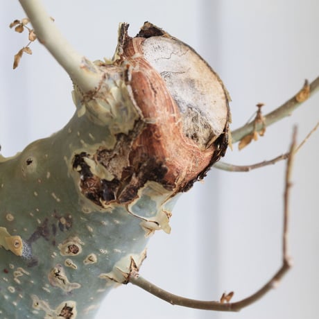 Commiphora カタフ