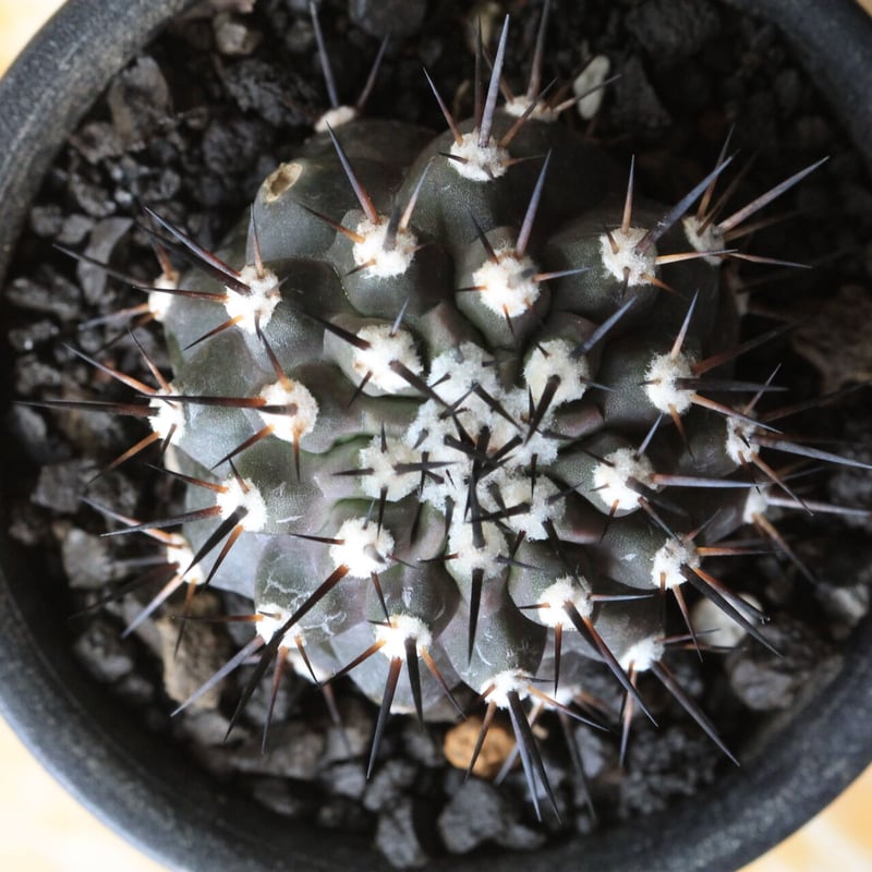 コピアポア黒王丸一本刺接木