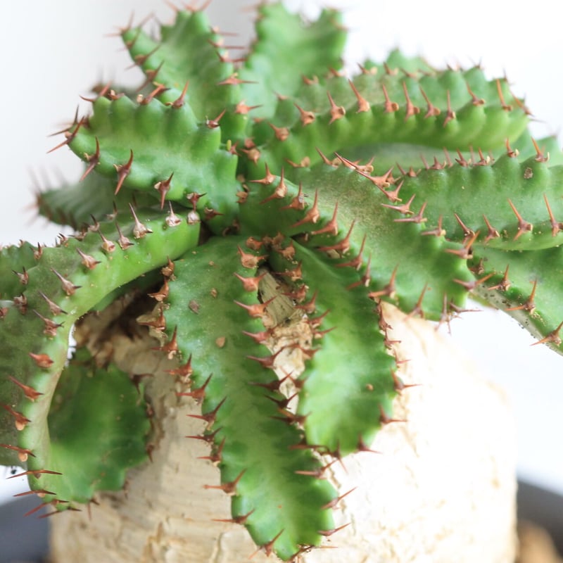 Eupholbia ステラータ 飛竜 | hanayoshi-botanical