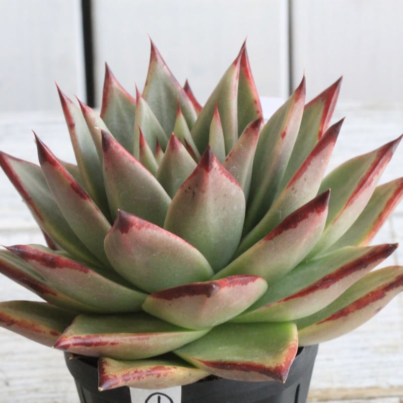 エケベリア エボニー スーパークローン① | hanayoshi-botanical