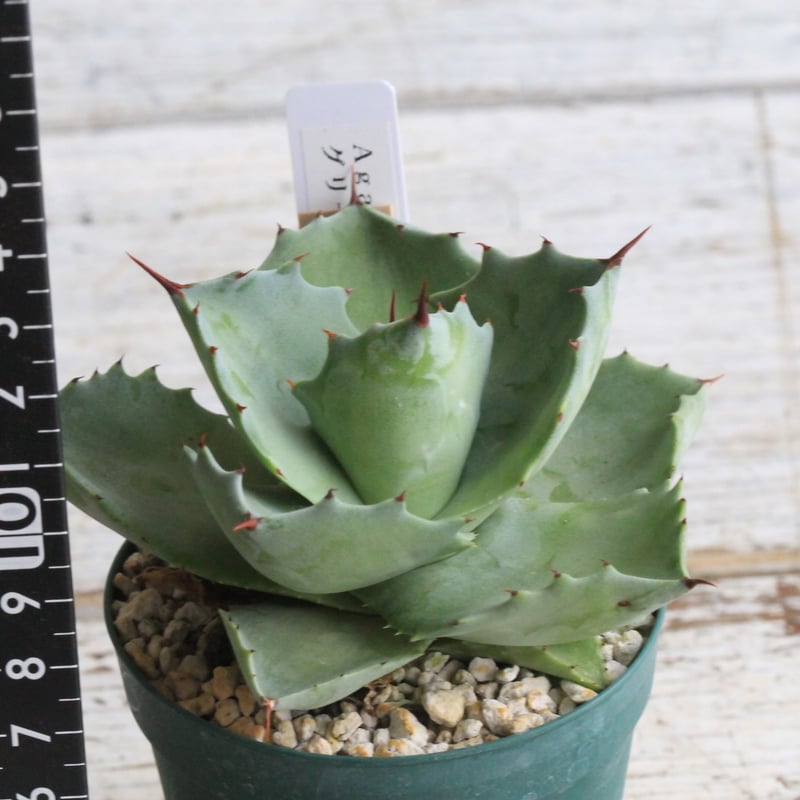 アガベ イシスメンシス グリーンダルマ① | hanayoshi-botanical