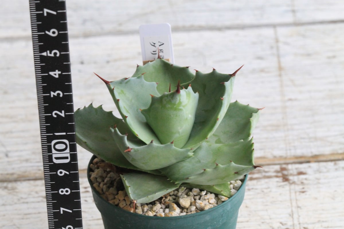 【育成株】アガベ イシスメンシス アガベ イシスメンシス グリーンダルマ① | hanayoshi-botanical