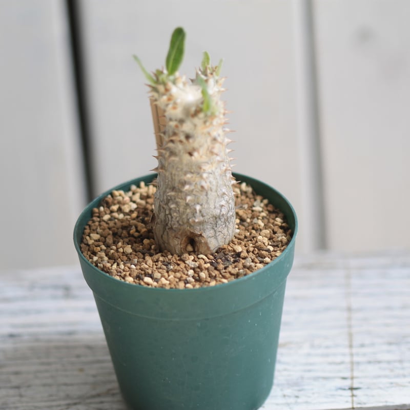 今日だけセール　タッキー　大株　実生　パキポディウム パキポディウム タッキー大黒×タッキー① | hanayoshi-botanical