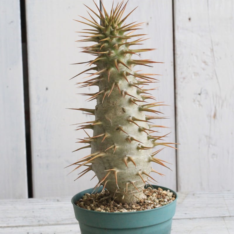 パキポディウム アンボンゲンセ 実生① | hanayoshi-botanical