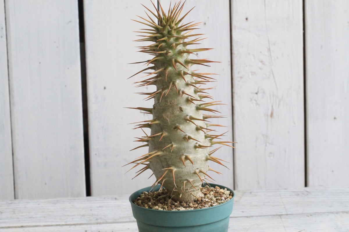 パキポディウム アンボンゲンセ 実生① | hanayoshi-botanical