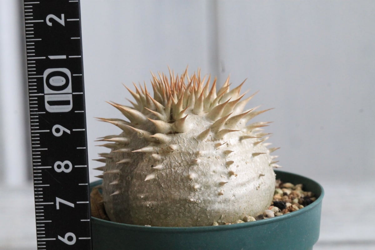 パキポディウム レウコキサンツム | hanayoshi-botanical