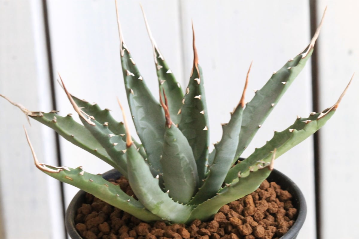 アガベ ユタエンシス エボリスピナ（実生） | hanayoshi-botanical