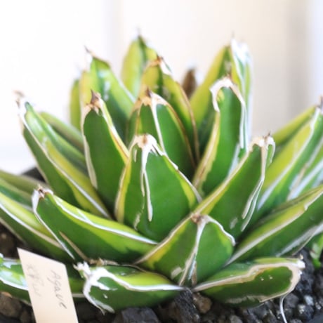 Agave 輝山