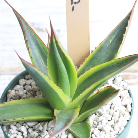 サングロー | STORES