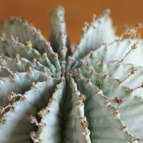 Euphorbia horrida アルバ